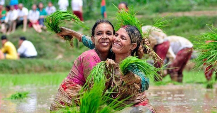 Rice Planting in Nepal - Importance of Paddy Plantation