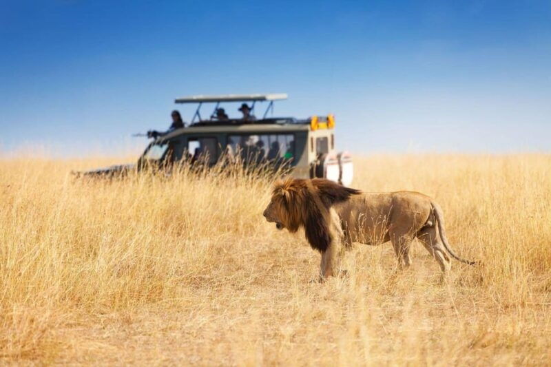Richards Bay: Hluhluwe Imfolozi Game Reserve Half-Day Tour - Good To Know
