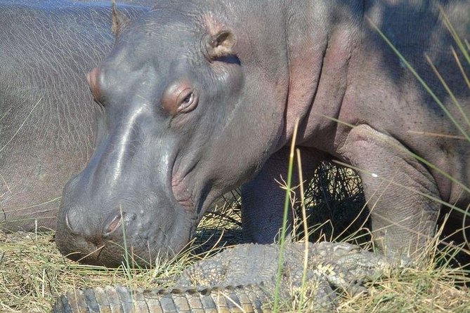 Richards Bay Shore Excursion: Small Group Isimangaliso & St Lucia - Selecting Date and Travelers
