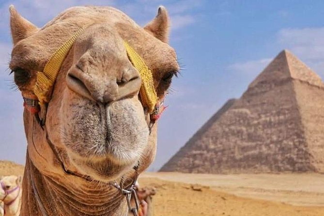 Ride a Camel at the Pyramids of Giza Area - Secure Spot: Reserve Now, Pay Later