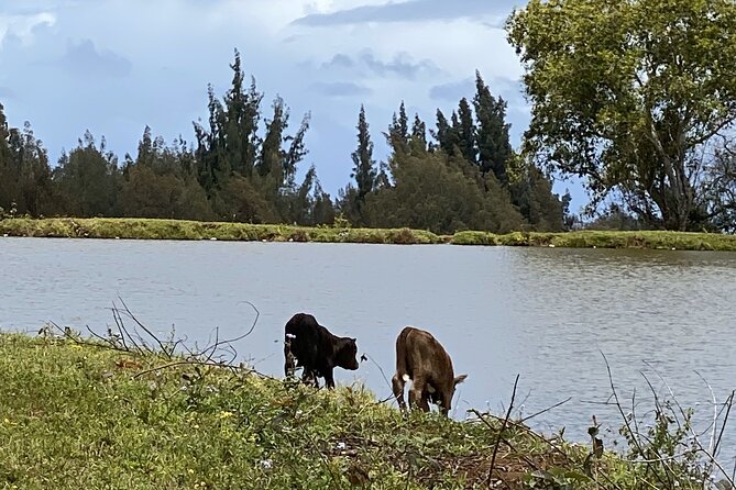 Ride Waipio on Horseback: Mountain to Ocean Working Cattle Ranch - Whats Included