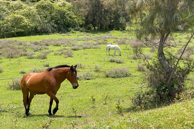 Ride Waipio on Horseback: Mountain to Ocean Working Cattle Ranch - Meeting and Pickup Information