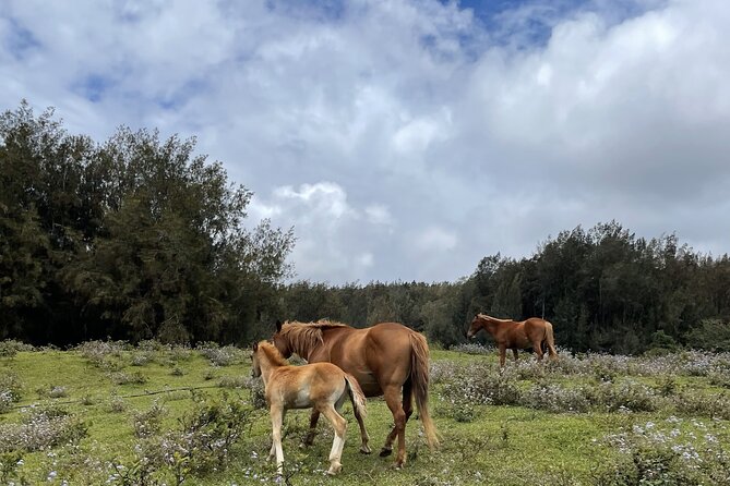 Ride Waipio on Horseback: Mountain to Ocean Working Cattle Ranch - What to Expect