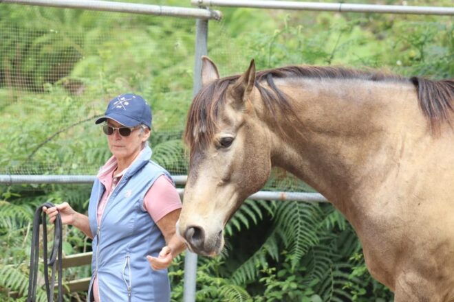 Riding Lesson for Beginners 1 Hour, Lots of Information - Participant Requirements