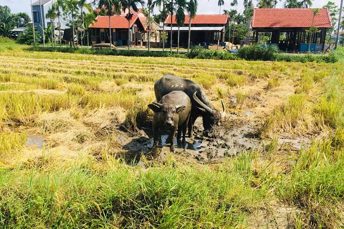Riding Water Buffalo Hoi An Private Tour - Practical Information and Tips for the Private Tour