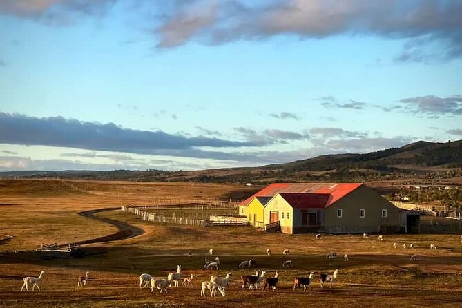 Riesco Island Ranch: A Memorable Tour Experience - Experience Highlights