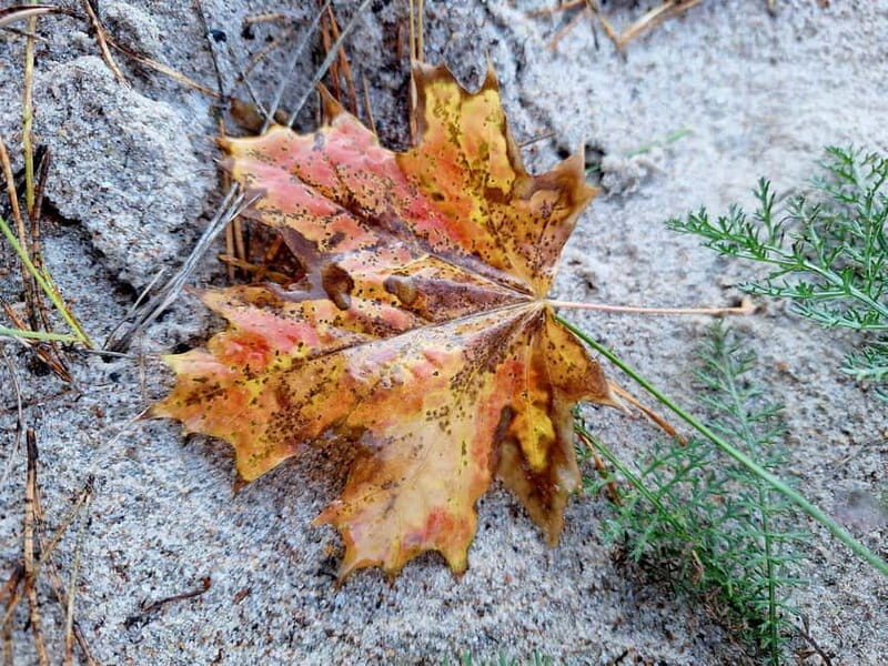 RIGA: Enjoy the Ethnographic Open-Air Museum of Latvia - FAQ