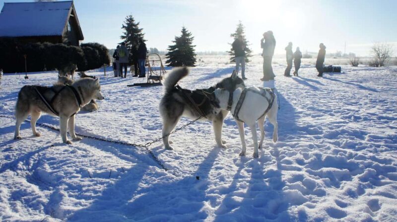 Riga: Husky Dog Sledding and Ride in Bobsleigh Track - Good To Know
