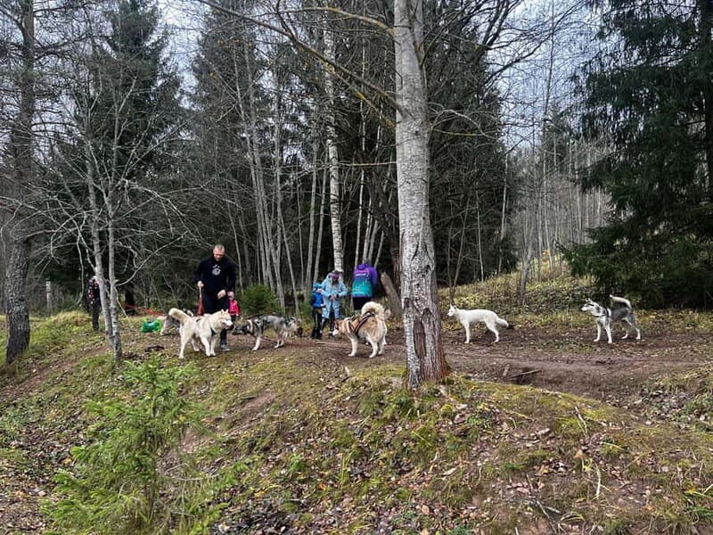 Riga: Husky Hike in the Nature Trail - The Experience: What to Expect