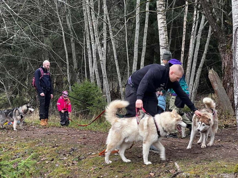 Riga: Husky Hike in the Nature Trail - Practical Details and Value