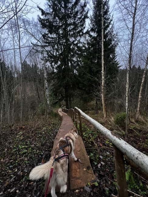 Riga: Husky Hike in the Nature Trail - Who Will Love This Experience?