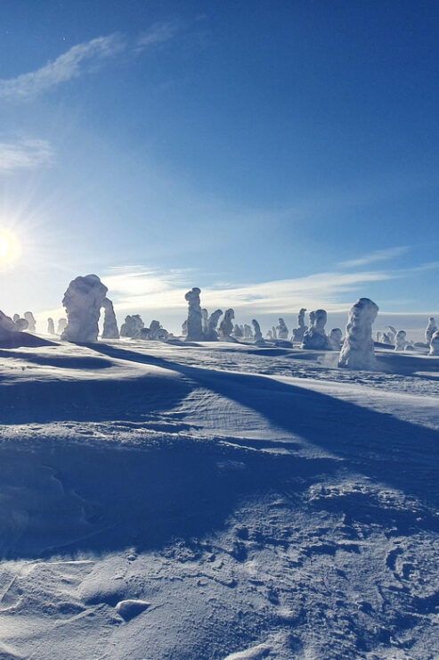 Riisitunturi National Park Private Snowshoe Experience - Highlights and Activities