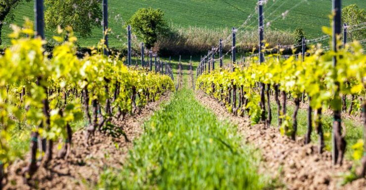Rimini: San Valentino Vineyards Tour With DOC Wine Tastings - Good To Know