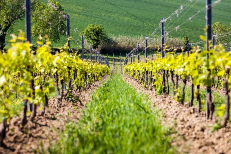 Rimini: San Valentino Vineyards Tour With DOC Wine Tastings - Booking Information