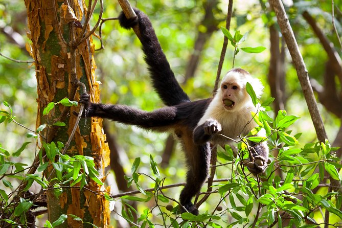 Rincon De La Vieja Volcano Hike, Oropendola Waterfall, Hot Springs & Lunch Combo - Activity Highlights