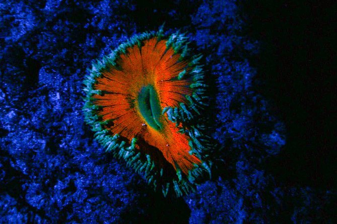 Rincon Small-Group Glow Night Dive  - Puerto Rico - Night Diver Certification Required