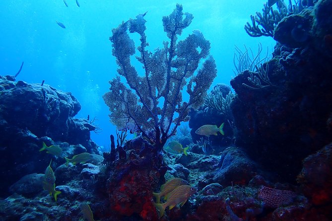 Rincon Small-Group Glow Night Dive  - Puerto Rico - Gear up With Ultraviolet Lights