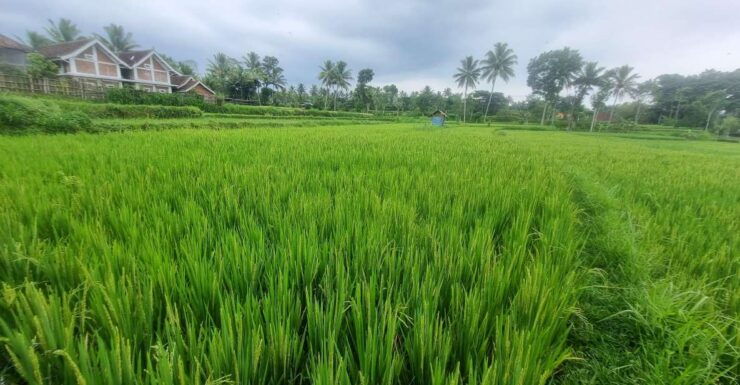 Rinjani Mount : 3 Day 2 Night Trek Summit, Lake, Hot Spring. - Itinerary Details