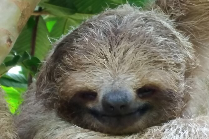 Rio Celeste and Sloth Sanctuary Combo Tour - Tour Highlights