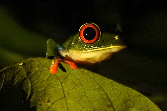 Rio Celeste Nature Night Walk - Tour Details
