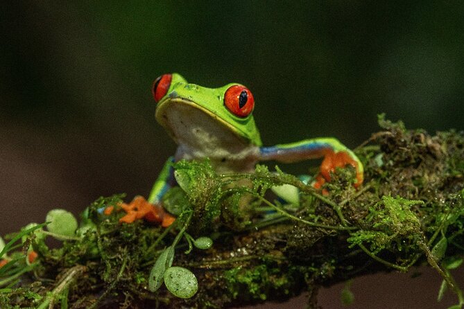 Rio Celeste Nature Night Walk - Experience Highlights