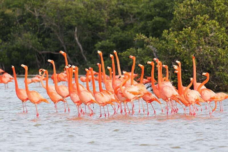 Rio Lagartos and Las Coloradas: EcoSafari Flamingo classic - The Experience in Detail