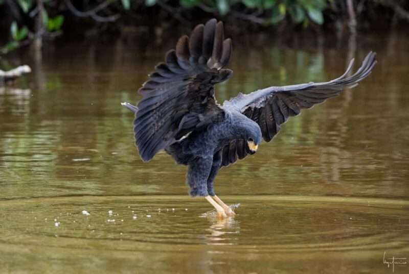 Rio Lagartos and Las Coloradas: EcoSafari Flamingo Luxury - Good To Know