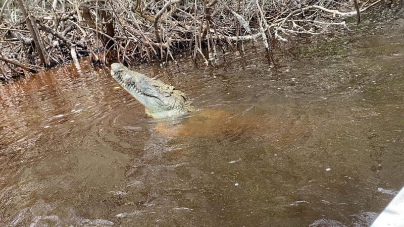 Rio Lagartos and Las Coloradas: EcoSafari Flamingo Luxury - In The Sum Up
