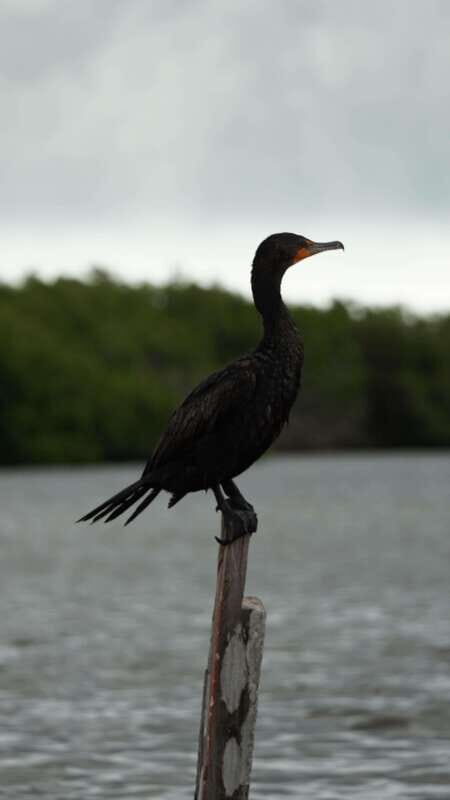 Rio Lagartos and San Felipe: Isla Cerritos, Cenote Kambulnah and Pesca. - Good To Know