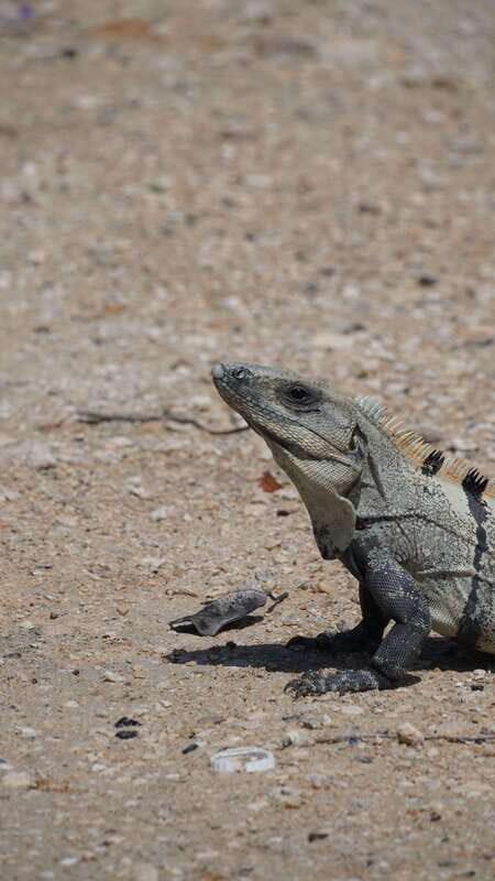 Rio Lagartos and San Felipe: Isla Cerritos, Cenote Kambulnah and Pesca. - An In-Depth Look at the Tour Experience
