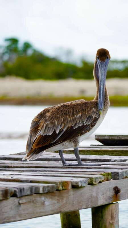 Rio Lagartos and San Felipe: Isla Cerritos, Cenote Kambulnah and Pesca. - Frequently Asked Questions