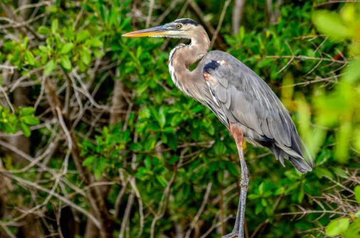 Rio Lagartos: Boat Tour Through the Nature Reserve - Activity Information