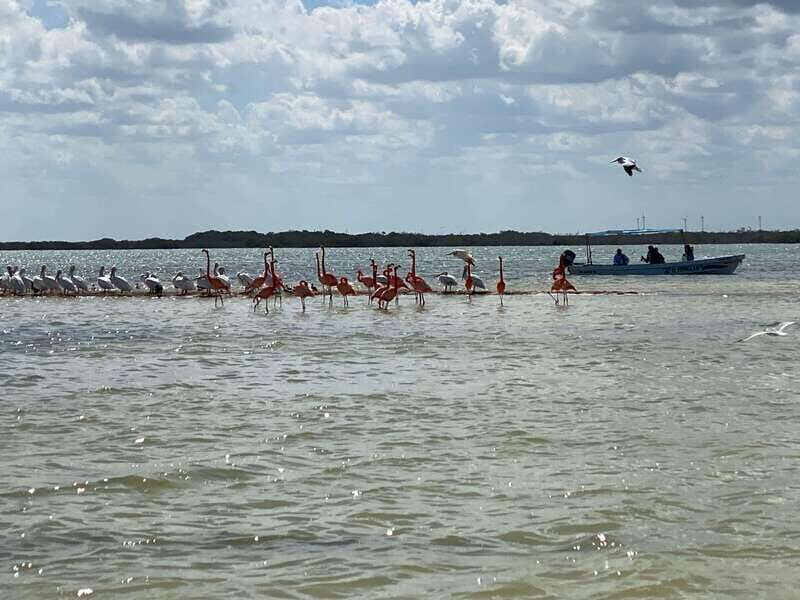 Rio Lagartos Expedition: boat journey through the mangrove - Good To Know