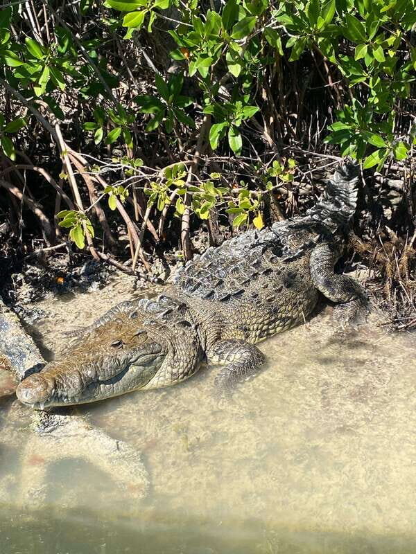 Rio Lagartos Expedition: boat journey through the mangrove - Authentic Exploration of Río Lagartos