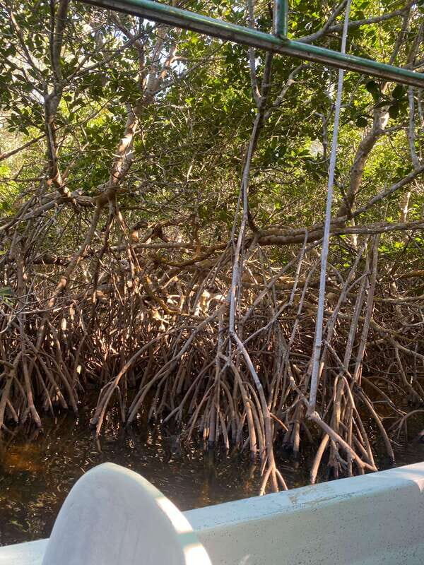 Rio Lagartos Expedition: boat journey through the mangrove - The Sum Up