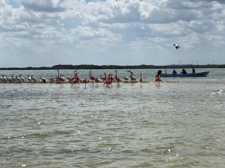 Rio Lagartos Expedition: Boat Journey Through the Mangrove - Experience Highlights