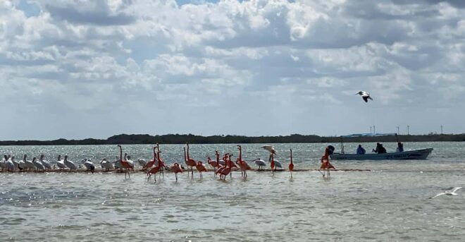 Rio Lagartos Expedition: Boat Journey Through the Mangrove - Inclusions and Exclusions