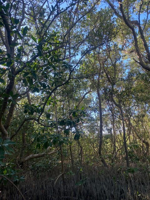 Rio Lagartos Expedition: Boat Journey Through the Mangrove - Meeting Point and Accessibility