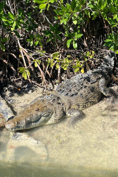 Rio Lagartos Expedition: Boat Journey Through the Mangrove - Exploring the Biosphere Reserve