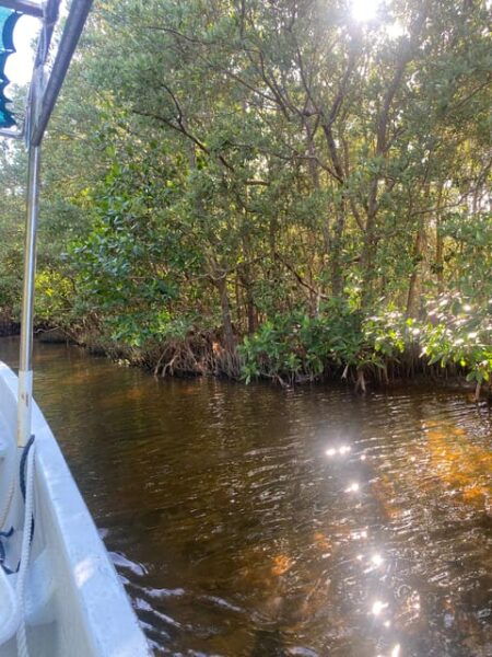 Rio Lagartos Expedition: Boat Journey Through the Mangrove - Unique Natural Spring and Mayan Bath