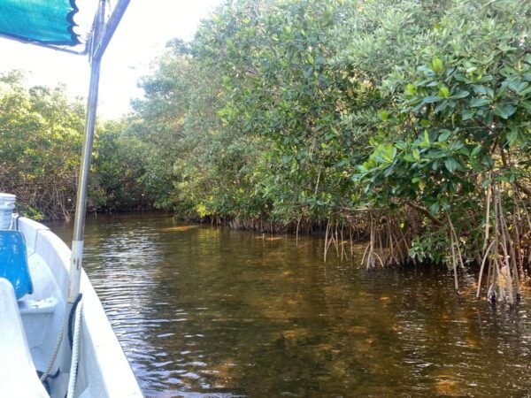 Rio Lagartos Expedition: Boat Journey Through the Mangrove - Relaxing at the Virgin Beach