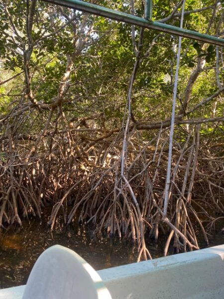 Rio Lagartos Expedition: Boat Journey Through the Mangrove - Frequently Asked Questions