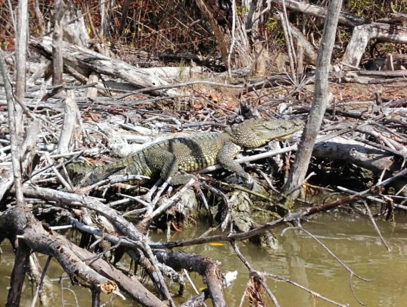 Rio Lagartos: Tour and Gastronomy - The Gastronomic Highlight: Deja Vu Restaurant