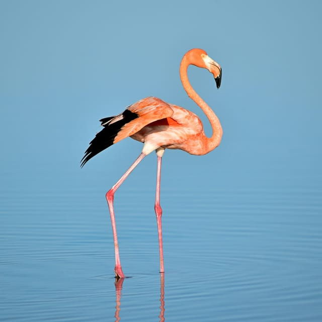 Rio Lagartos: Wondeful Pink Waters and Boat Ride - Good To Know