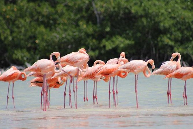 Río Lagartos Y Las Coloradas Private Tour From Merida - Traveler Photos