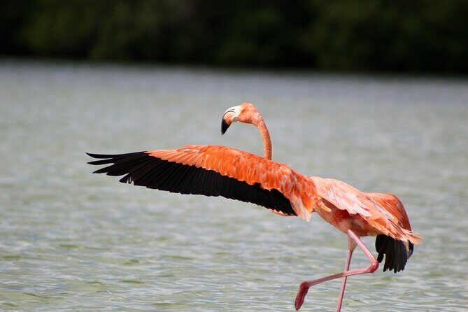 Rio Lagartos+Coloradas Tourist Collective (Lake Rosa)+Cenote - Exploring the Rio Lagartos+Coloradas Tour: A Nature-Filled Day Out in Yucatán