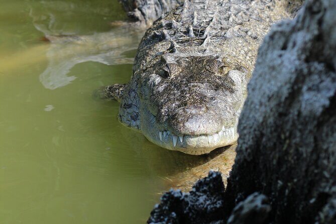 Rio Lagartos+Coloradas Tourist Collective (Lake Rosa)+Cenote - FAQ