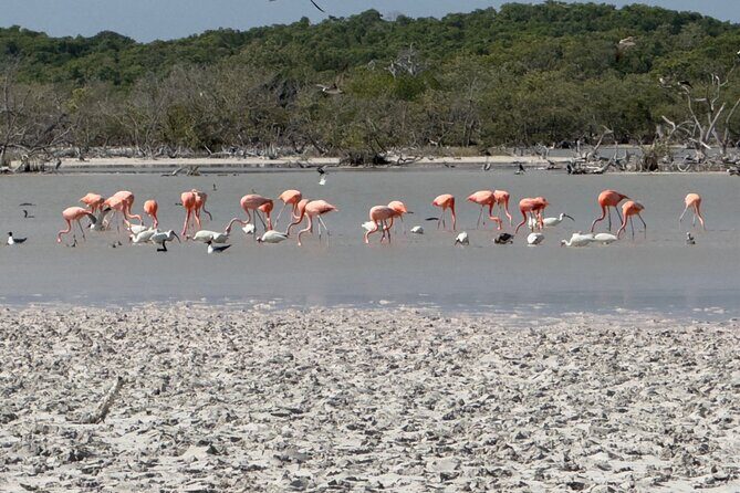 Rio Lizards and Las Coloradas Ecosafari Maya Natural Experience - The Sum Up: Who Is This Tour Perfect For?