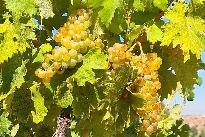 Rioja: Guided Visits to Vineyards and Bodegas - Tour Duration