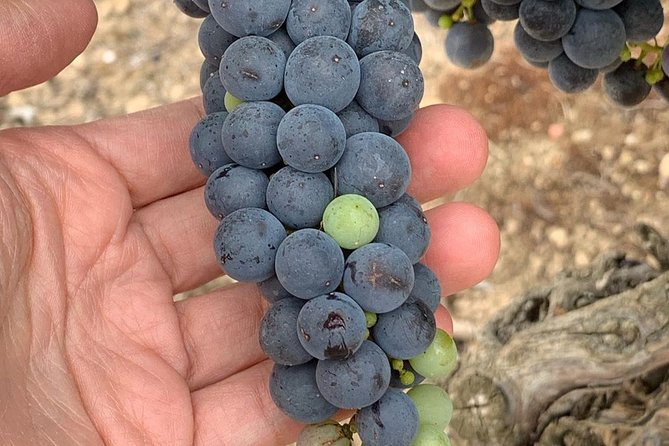 Rioja: Guided Visits to Vineyards and Bodegas - Group Size